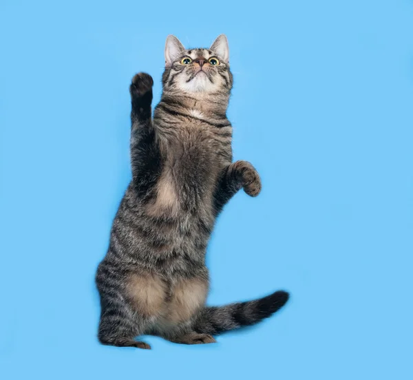 Tabby kitten standing on blue — Stock Photo, Image