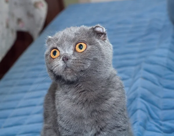 Gattino grigio Scottish Fold si siede sulla coperta blu — Foto Stock