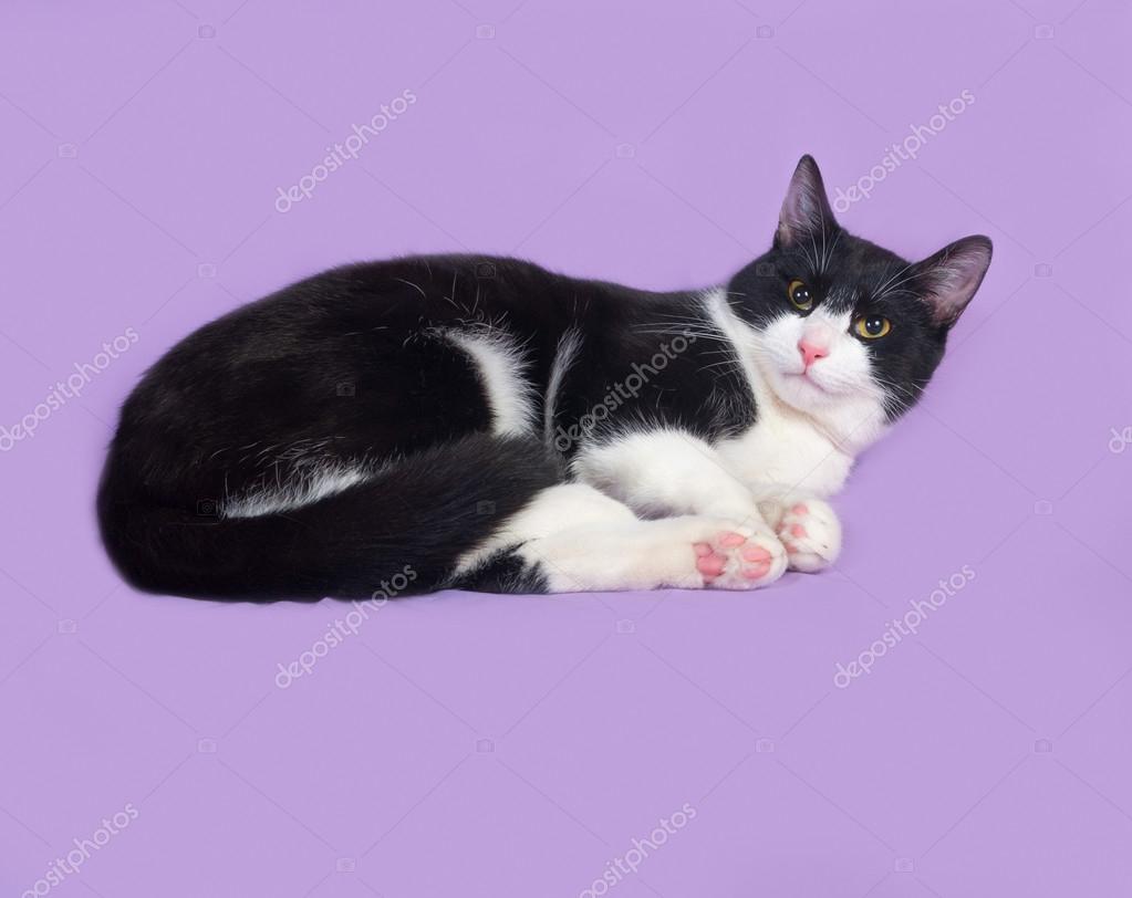 Chat Noir Et Blanc Couche Sur Lilas Photographie Darzyhanna C Chat Noir Et Blanc Couche Sur Lilas Photographie Darzyhanna C