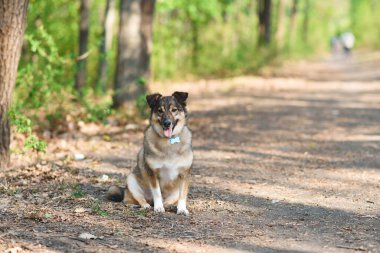 Parktaki patikada oturan sevimli köpek.