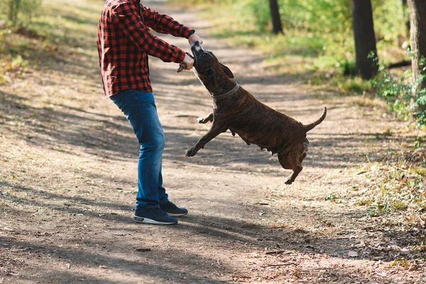 Uçan Köpek Elinde Sopası Olan Bir Adamın Parkta Tuttuğu — Stok fotoğraf