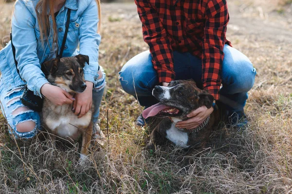 Couple Embrassant Deux Chiens Assis Dans Herbe — Photo