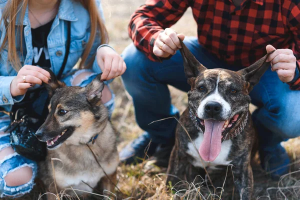 Casal Segurando Orelhas Cão Sentado Grama — Fotografia de Stock