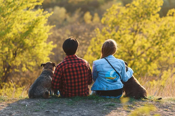 Casal Dois Cães Sentados Colina Desfrutando Vista Pôr Sol — Fotografia de Stock