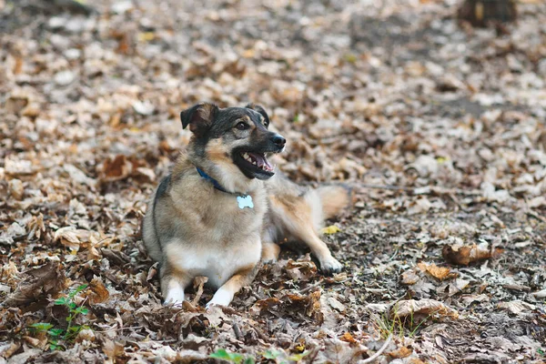 Dog Collar Laying Dry Leaves Park — Stock Photo, Image