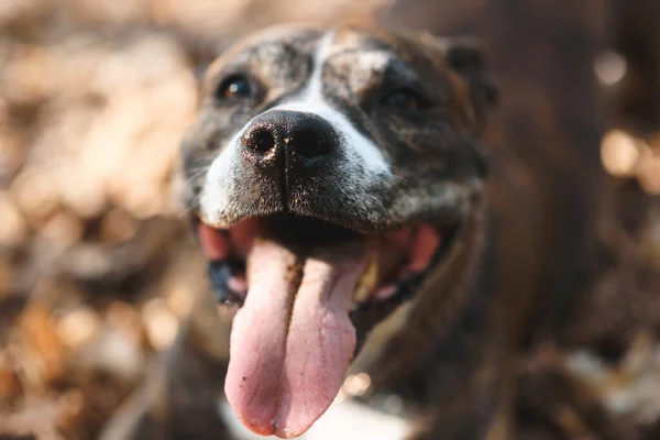 Nahaufnahme Von Nase Und Zunge Des Hundes Sonnigen Park — Stockfoto