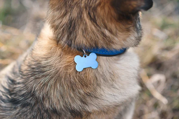 metal locket on blue collar on dog\'s neck