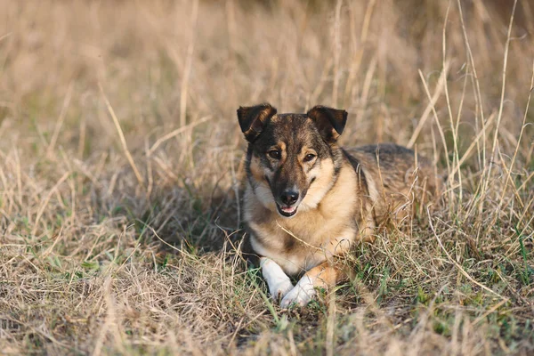 Porträt Eines Hundes Der Gras Sonnenlicht Liegt — Stockfoto