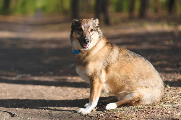 Hund Sitzt Park Sonnenlicht Auf Dem Boden — Stockfoto