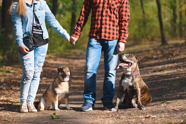 Casal Mãos Dadas Andando Com Cães Parque Ensolarado — Fotografia de Stock