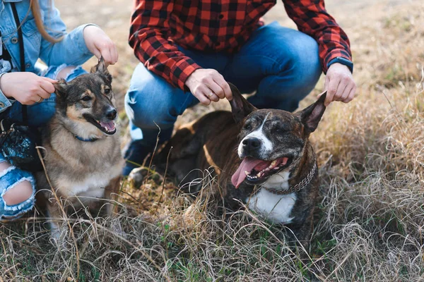 Köpeklerinin Kulaklarını Tutan Çiftler Kuru Çimenlerde Otururlar — Stok fotoğraf