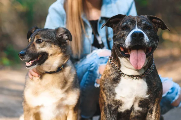 Retrato Dois Cães Sentados Com Menina Proprietário Parque — Fotografia de Stock