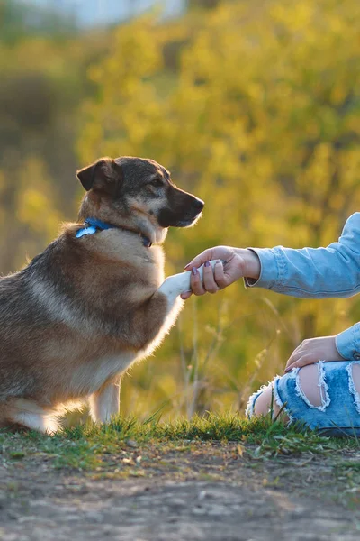 Mulher Jeans Segurando Pata Cão Sentado Grama Verde — Fotografia de Stock