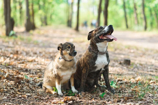 Twee Schattige Honden Zitten Samen Park Stockfoto