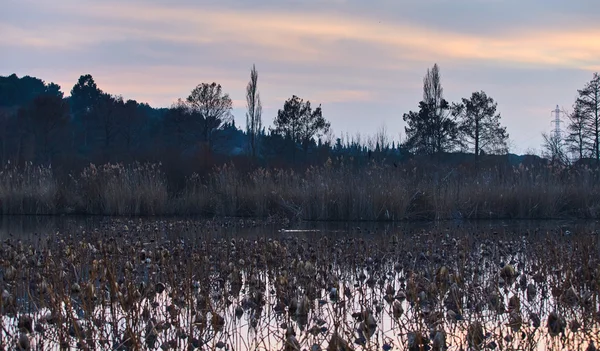 Francia, Mougin, Un sacco di fiori di loto secchi nello stagno al tramonto in Provenza, un riflesso del cielo tramonto, canne, erba secca — Foto Stock