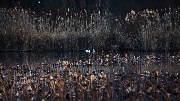 França, Mougin, provence, Pato nadando em uma lagoa ao pôr do sol, entre juncos secos e lótus, um reflexo do céu por do sol, juncos, grama seca — Fotografia de Stock