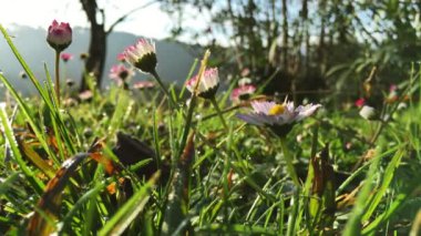 Papatya bir sürü görünümünü düzey, bir kaç çiçek odaklanmak zemin ve gerisi bulanık, Beyaz yaprakları, uzun şort