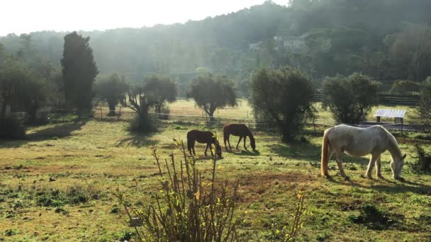 Pocos caballos salvajes pastando en un campo, comiendo hierba, la helada de la mañana en la hierba, caballo mirando a la cámara, caballos blancos y marrones, vapor de las fosas nasales, contraluz, resplandor solar — Vídeos de Stock