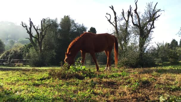 Hermoso semental marrón mordisqueando hierba en un prado, mirando a la cámara, de pie frontal, lateral, un gran ángulo, un marco común — Vídeo de stock