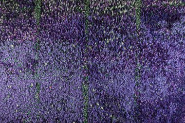 Lavanta çiçek, yapay çiçek, hacimsel ışık, genel görünüm, canlı arka plan, iyi doku duvar