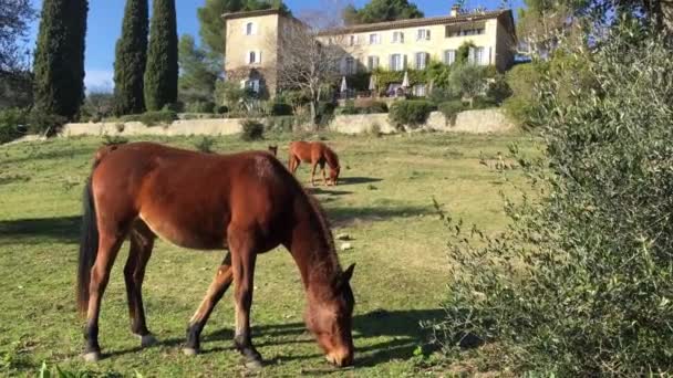 Франция, Мугин, 24 января 2016: Немногие дикие лошади пасутся в поле, едят траву, утренний мороз, лошадь смотрит в камеру, белые и коричневые лошади, пар из ноздрей, подсветка, солнечный свет — стоковое видео