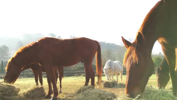 Pocos caballos salvajes pastando en un campo, comiendo hierba, la helada de la mañana en la hierba, caballo mirando a la cámara, caballos blancos y marrones, vapor de las fosas nasales, contraluz, resplandor solar — Vídeos de Stock