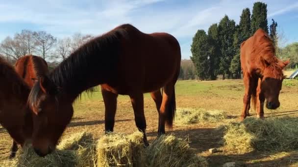 Poucos cavalos selvagens pastando em um campo, comendo grama, a geada da manhã na grama, cavalo olhando para a câmera, cavalos brancos e marrons, vapor das narinas, luz de fundo, brilho do sol — Vídeo de Stock