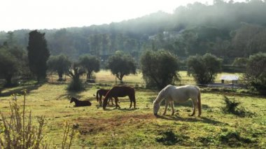 Kaç Vahşi atlar, bir alanda otlatma çim, çim, kameraya, seyir at sabah frost yeme beyaz ve kahverengi at nalı, burun delikleri, arka ışık, güneş Buhar kamaşma