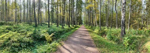 Panorama pierwszych dni jesieni w parku, długie cienie, błękitne niebo, pąki drzew, pnie brzozy, słoneczny dzień, ścieżka w lesie, żółte liście — Zdjęcie stockowe