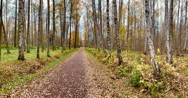 Żółte liście leżą na zielonej trawie, Panorama pierwszych dni jesieni w parku, błękitne niebo, Pąki drzew, Pąki brzozy, słoneczny dzień, ścieżka w lesie — Zdjęcie stockowe