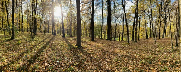 Żółte liście leżą na zielonej trawie, Panorama pierwszych dni jesieni w parku, błękitne niebo, Pąki drzew, Pąki brzozy, słoneczny dzień, ścieżka w lesie — Zdjęcie stockowe