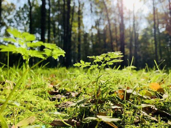 Yellow leaves lie on a green grass, Panorama of first days of autumn in a park, blue sky, Buds of trees, Trunks of birches, sunny day, path in the woods, close up — Stock Photo, Image