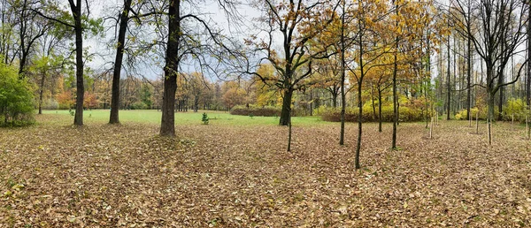 Panorama av de första dagarna på hösten i en park, långa skuggor, blå himmel, knoppar av träd, stammar av björkar, solig dag, stig i skogen, gula blad — Stockfoto