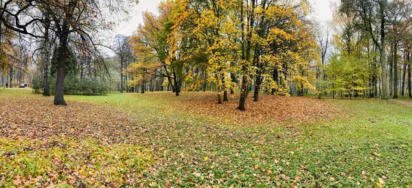 Panorama van de eerste dagen van de herfst in een park, lange schaduwen, blauwe lucht, knoppen van bomen, berken, zonnige dag, pad in het bos, gele bladeren Stockfoto