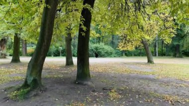 Sonbaharın ilk günleri parkta manzara, uzun gölgeler, mavi gökyüzü, ağaçların tomurcukları, huş ağaçları, güneşli bir gün, ormanda patika, sarı yapraklar.