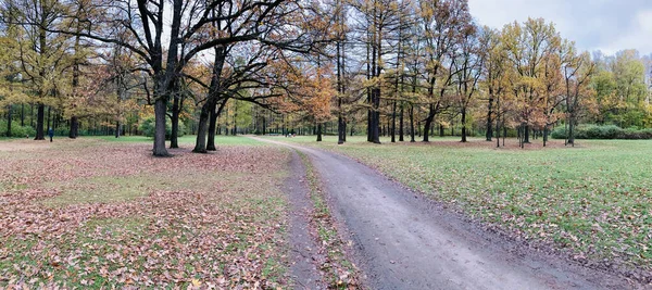 Gul löv ligger på en grön gräs, Panorama av första dagarna på hösten i en park, blå himmel, knoppar av träd, stammar av björkar, solig dag, stig i skogen — Stockfoto