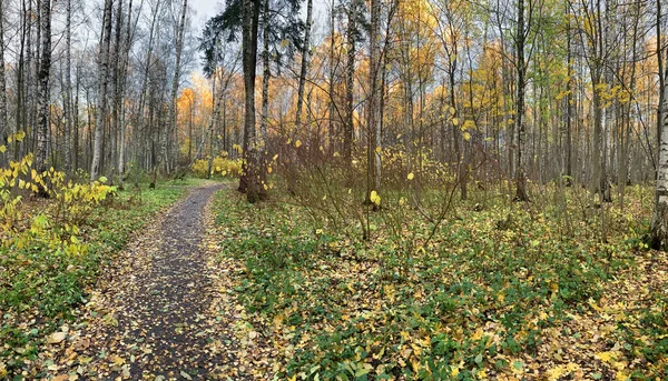 Panorama pierwszych dni jesieni w parku, długie cienie, błękitne niebo, pąki drzew, pnie brzozy, słoneczny dzień, ścieżka w lesie, żółte liście — Zdjęcie stockowe