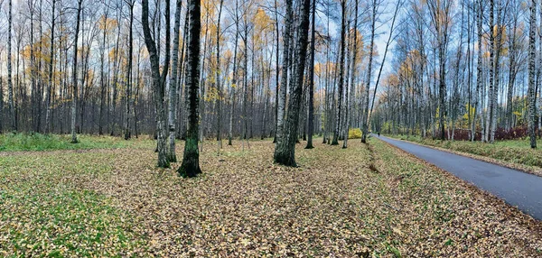 Panorama pierwszych dni jesieni w parku, długie cienie, błękitne niebo, pąki drzew, pnie brzozy, słoneczny dzień, ścieżka w lesie, żółte liście — Zdjęcie stockowe