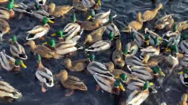 Gün batımında yeşil başlı birçok erkek ördek suda yüzer. Kış zamanı nehirde ya da gölde ördekler. Örtüler