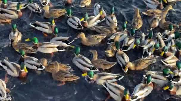 Πολλοί άντρες πάπιες με πράσινο κεφάλι κολυμπούν στο νερό το ηλιοβασίλεμα. Πάπιες σε λίμνη ή ποτάμι το χειμώνα. Ντρέικ. Βίντεο αργής κίνησης — Αρχείο Βίντεο