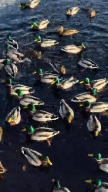 Gün batımında yeşil kafalı bir sürü ördek adamın suda yüzdüğünü gösteren dikey video. Kış zamanı nehirde ya da gölde ördekler. Drakeler. Ördekleri besle, ördekleri besle, pembe patileri