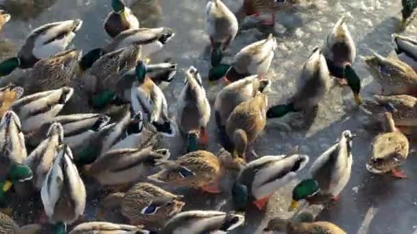 日落时，许多头戴绿头的鸭子在水里游泳。冬天在湖上或河里的鸭子。德雷克斯喂鸭，喂鸭，粉红爪子 — 图库视频影像