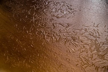 Donmuş nehrin üzerindeki kış çizimleri, buz yüzeyindeki ağaçların yansıması, kış ormanlarındaki küçük vahşi nehir, günbatımındaki vahşi doğa, kırmızı renk nehri, buz nehri.