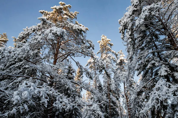 Winter tree tops viewed looking up at sunset. Bottom view trees. Blue sky. Trunks of larches. Forest abstract background.