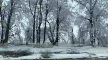 Karla kaplı ağaçların yanından geçen ağaçların dalları kar fırtınasından sonra yeryüzüne uzanıyor. Hareket halindeki arabanın penceresinden bir manzara.