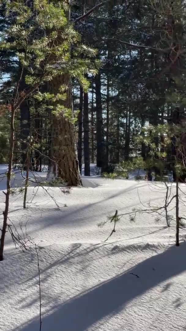 La vidéo verticale de la vue panoramique du parc sauvage d'hiver, longue ombre de troncs de pins par temps givré et ensoleillé, Les branches vertes des arbres — Video