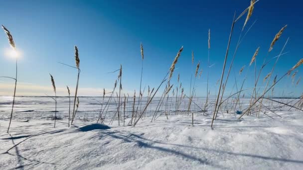Вертикальне відео сухих трав'яних вух на вітрі на засніженому полі в ясну сонячну морозну погоду, довгі тіні від стебел на снігу, пусте місце, безмежний простір, чисте блакитне небо — стокове відео
