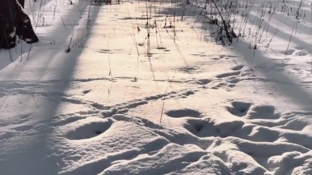 Rekaman berkualitas tinggi dari taman musim dingin, bayangan panjang dari batang pohon hitam saat matahari terbenam, refleksi dari matahari — Stok Video