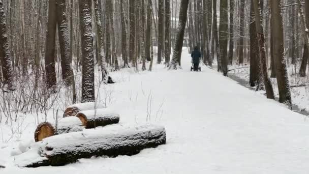 Sta nevicando in parco, Albero invernale, La gente cammina, Il massiccio da un tronco di alberi che vanno a prospettiva, Trunks di larici. Foresta sfondo astratto. — Video Stock