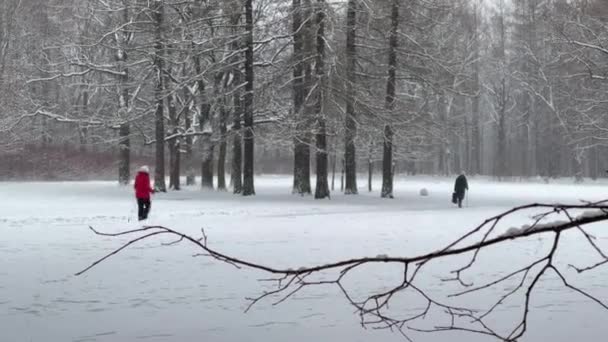 Pada śnieg w parku, Starsi ludzie idą z kijami, Zimowe drzewo, Ludzie chodzą, Masyw z pnia drzew będzie perspektywa, Trunks modrzewia. Streszczenie lasu — Wideo stockowe